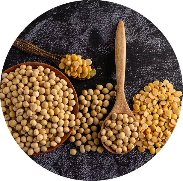 Non-GMO Isolated Pea Protein