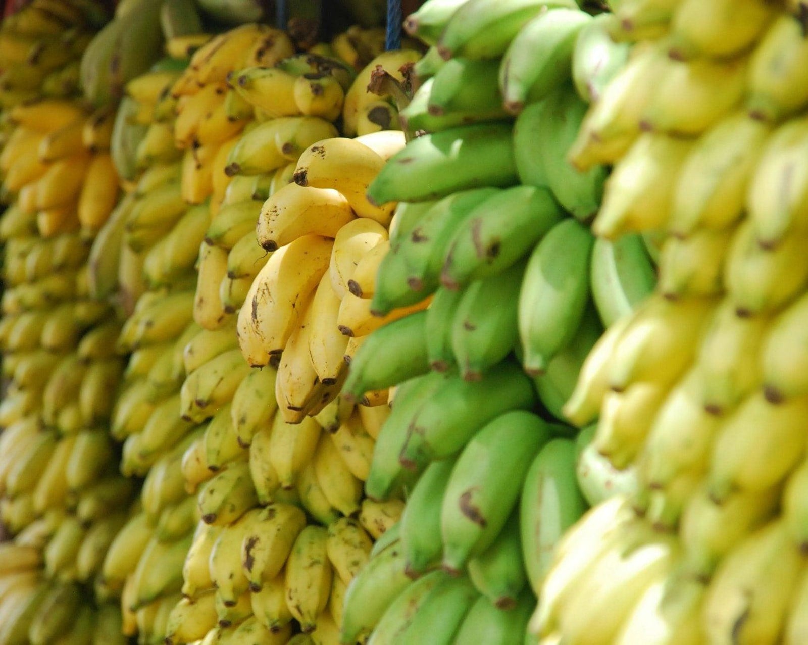 Go Bananas for Bananas! - Amazin' Graze Malaysia