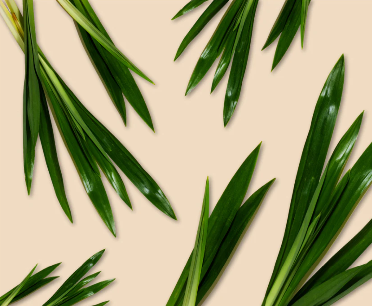 What is Pandan Leaves: Benefits, Uses, and Why It’s in Amazin' Graze!